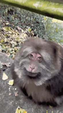 fat-fat-monkey.gif