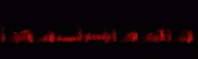 fire (1).gif