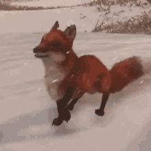 fox-happy.gif