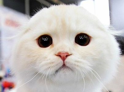 фы.webp