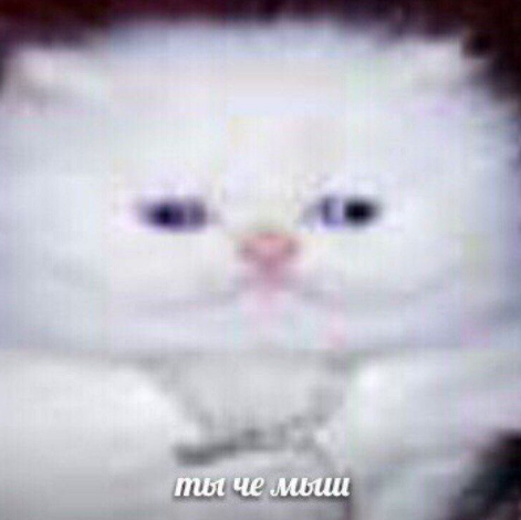 фывчяс.webp