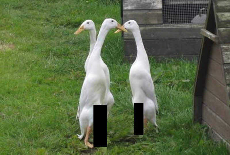 gh.webp