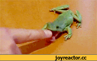 гифки-лягушка-за-палец-хватушка-песочница-792539.gif