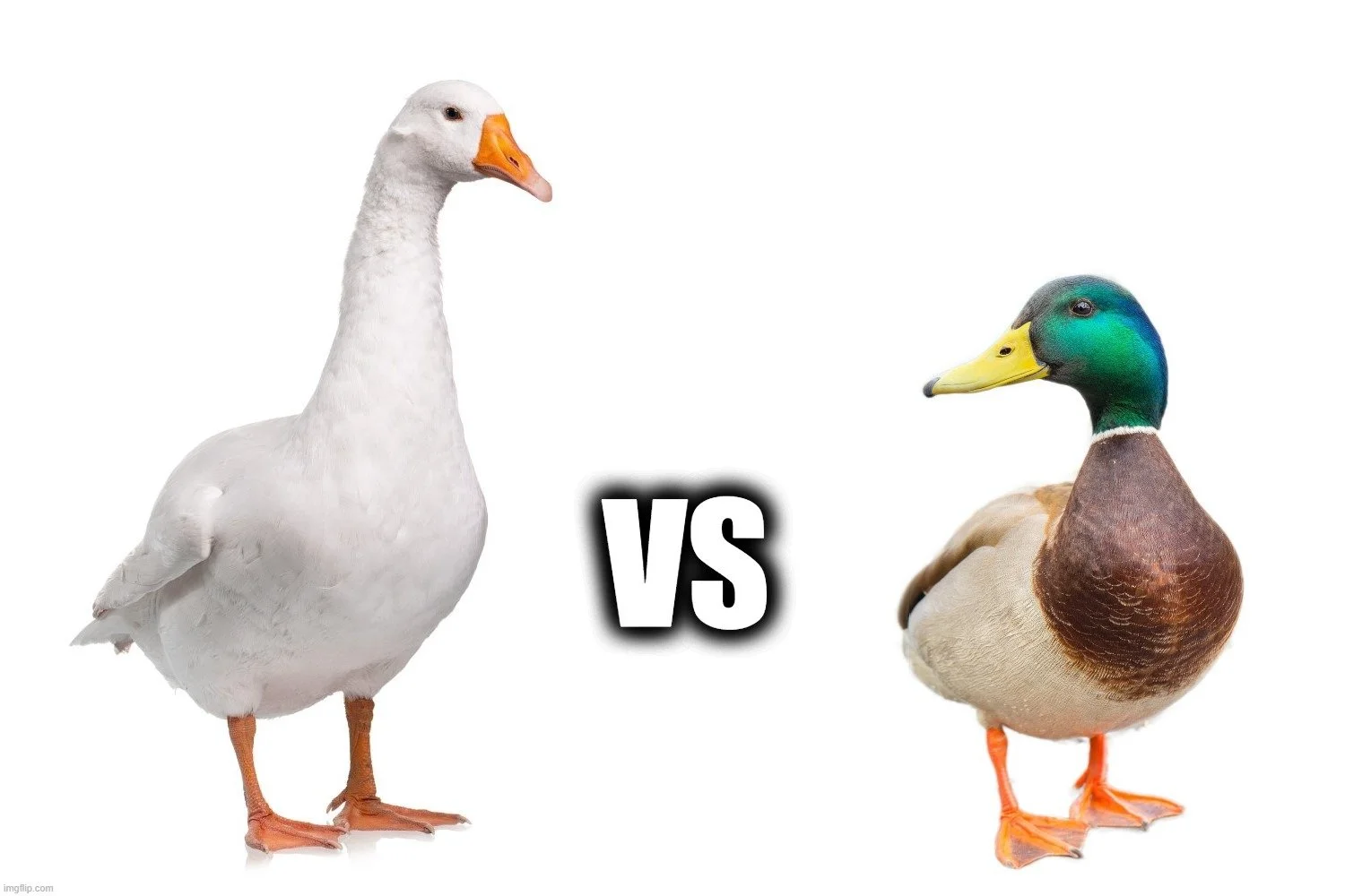 goose-down-vs-duck-down-02.webp