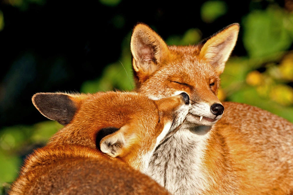 grooming_foxes02.jpg