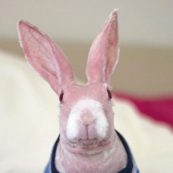 hairless-rabbit-genetic-disorder-mrbigglesworthrabbit-5-5ea6c37a092ed__700.webp