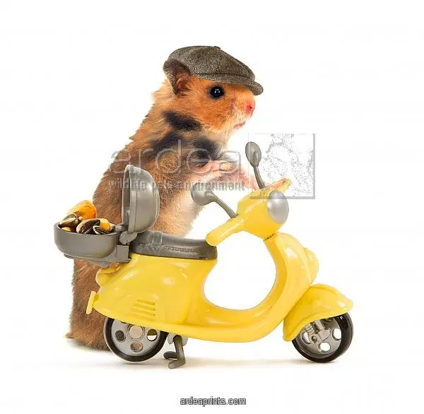 hamster-in-hat-and-about-to-ride-miniature-moped-bike-1314463.webp