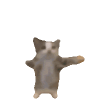 happy-cat.gif
