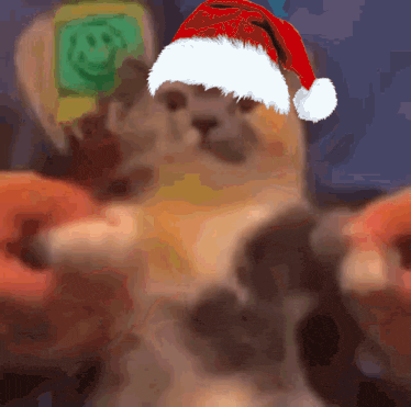 holly-jolly-cat-holly.gif