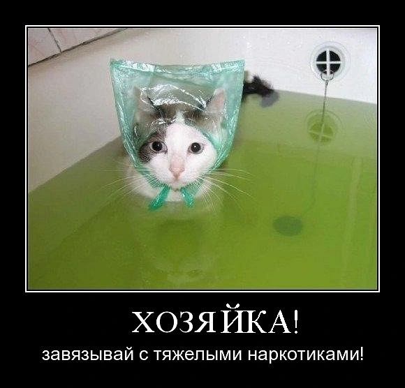 hozyaika.webp