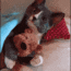 hugcat.gif