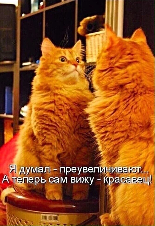 i.webp