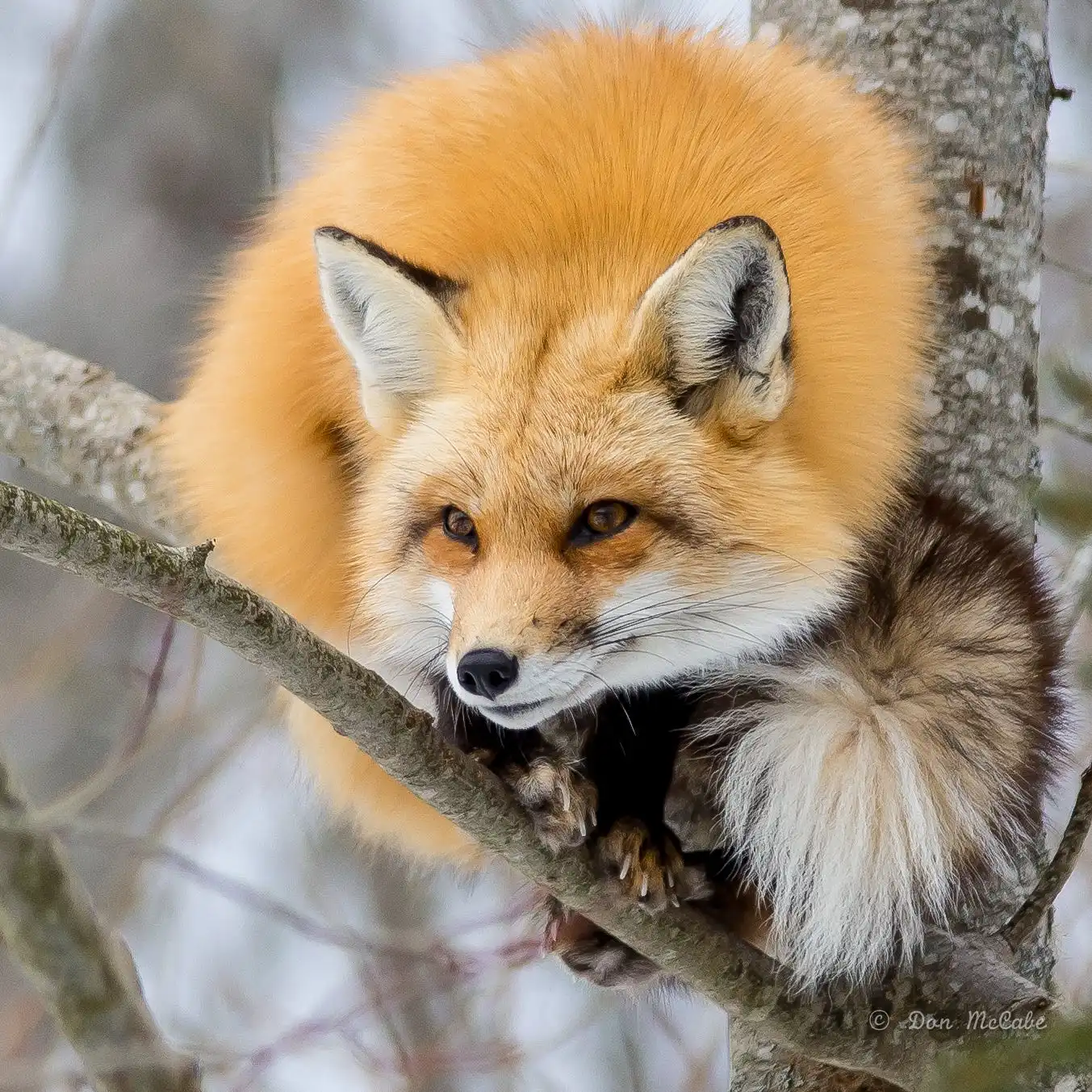 image_561505171528584245259.webp