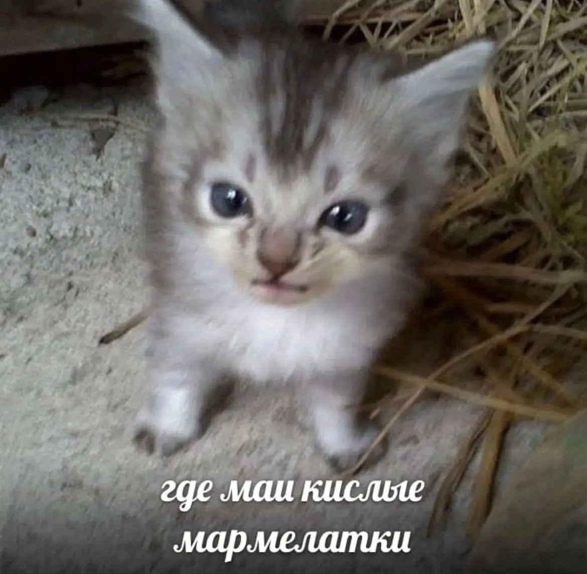 IMG_20230915_171707_288.webp