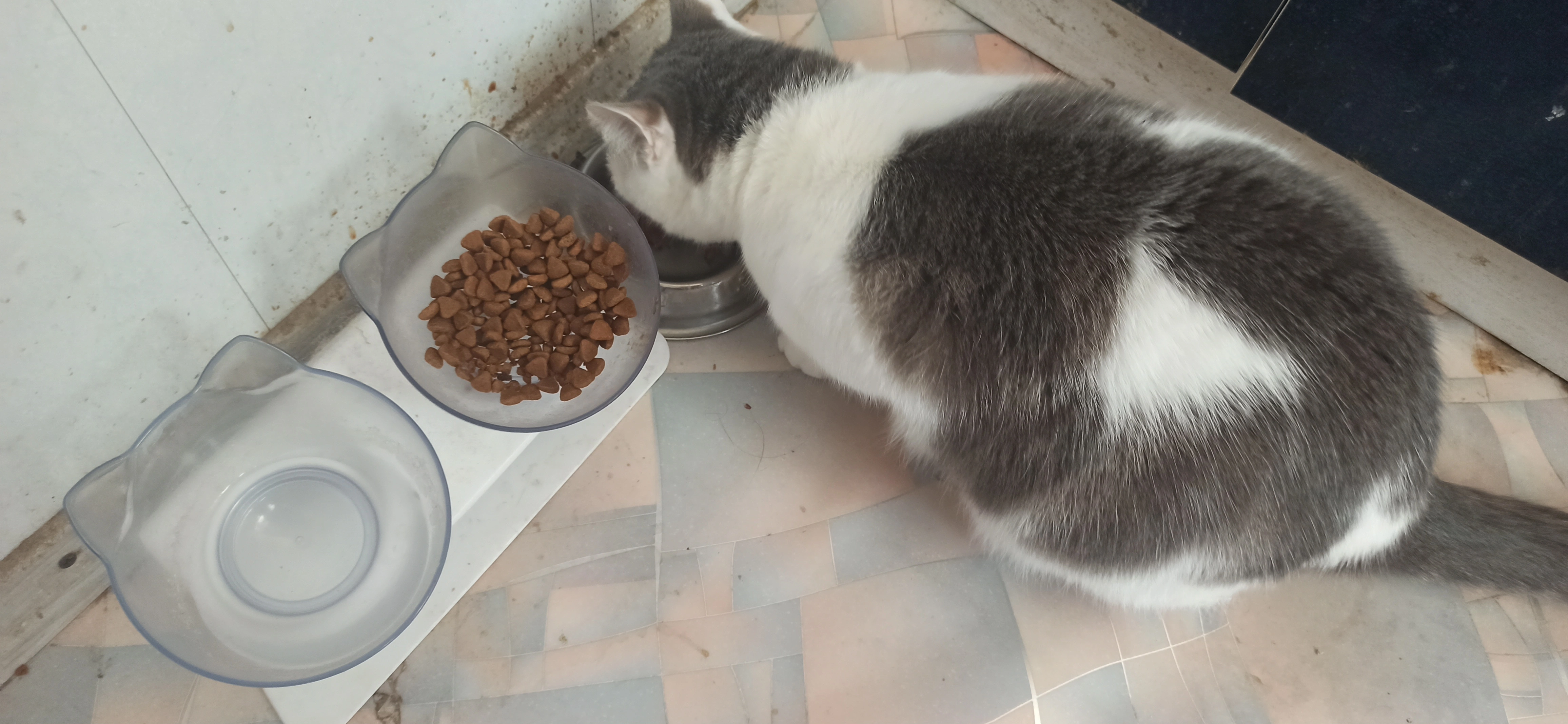 IMG_20240510_082456.webp