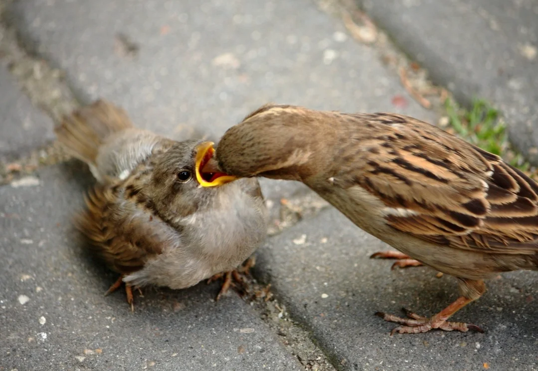 IMG_20260512_123950.webp