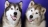 imgres.webp