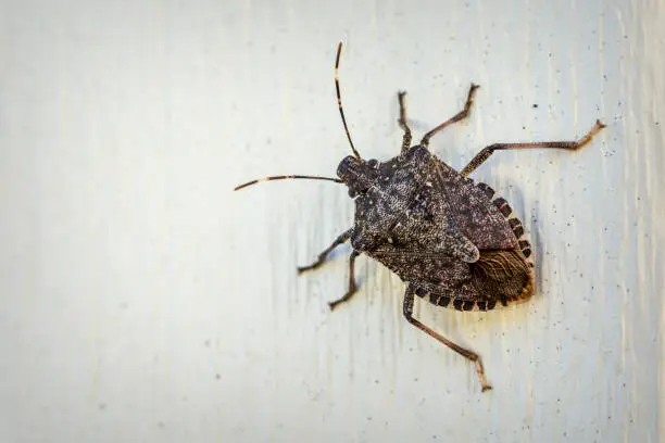 istockphoto-1353889344-612x612.webp