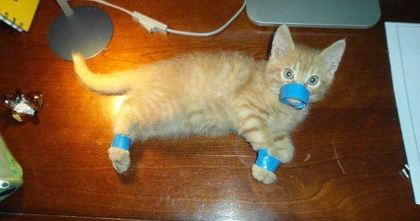 izocat.webp