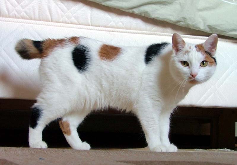 Japanese_Bobtail_looking_like_Manx.jpg