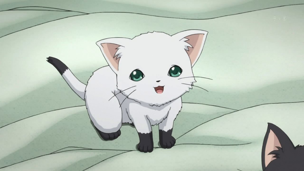 Картинки-аниме-кошек.jpg