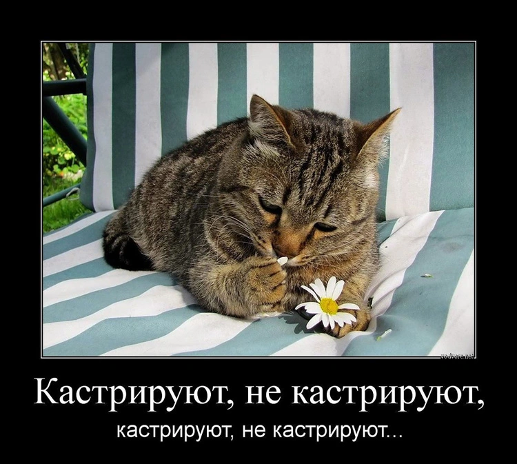 kastraciya_01.webp