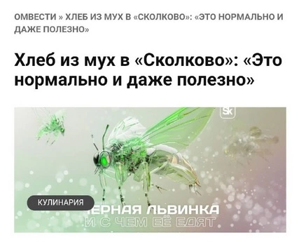 хлеб из мух.webp
