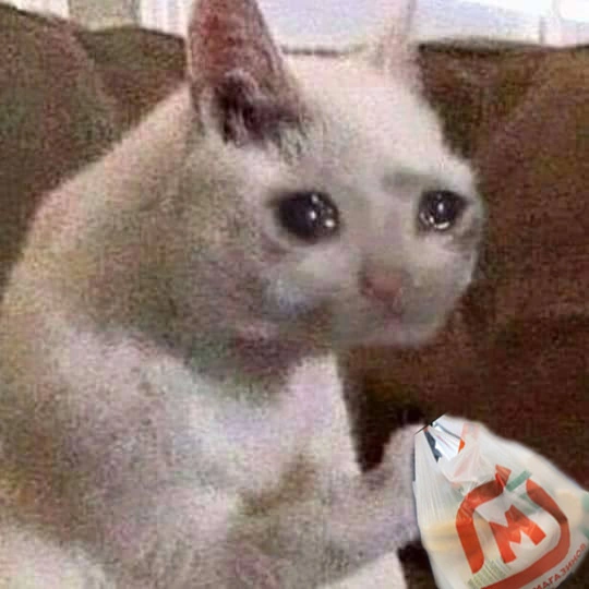 kitty-cry.webp