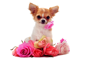 klipartz.com (54).webp