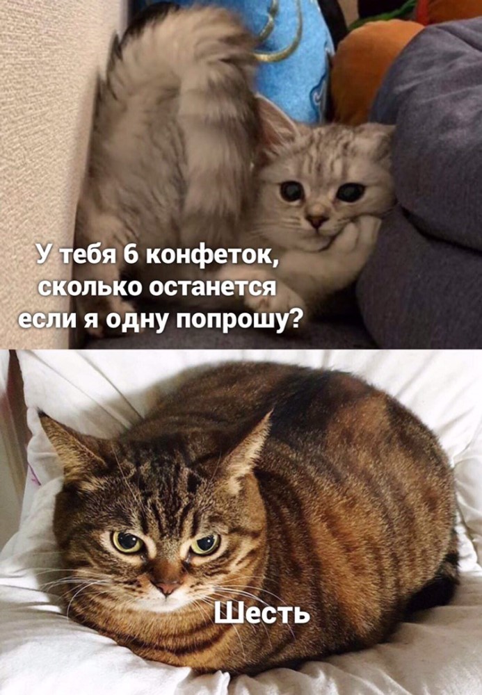 кошки.jpg