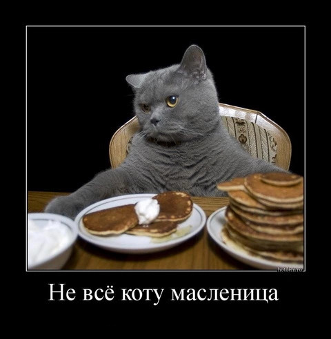 кот 4.webp