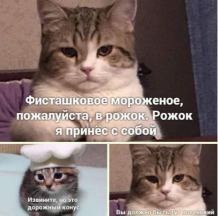 кот абузера мин.webp