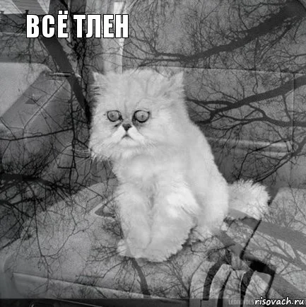 kot-bezyshodnost_67798589_orig_.webp