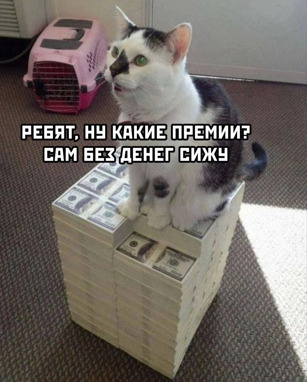 котэ-деньги-премия-money-8535879.webp