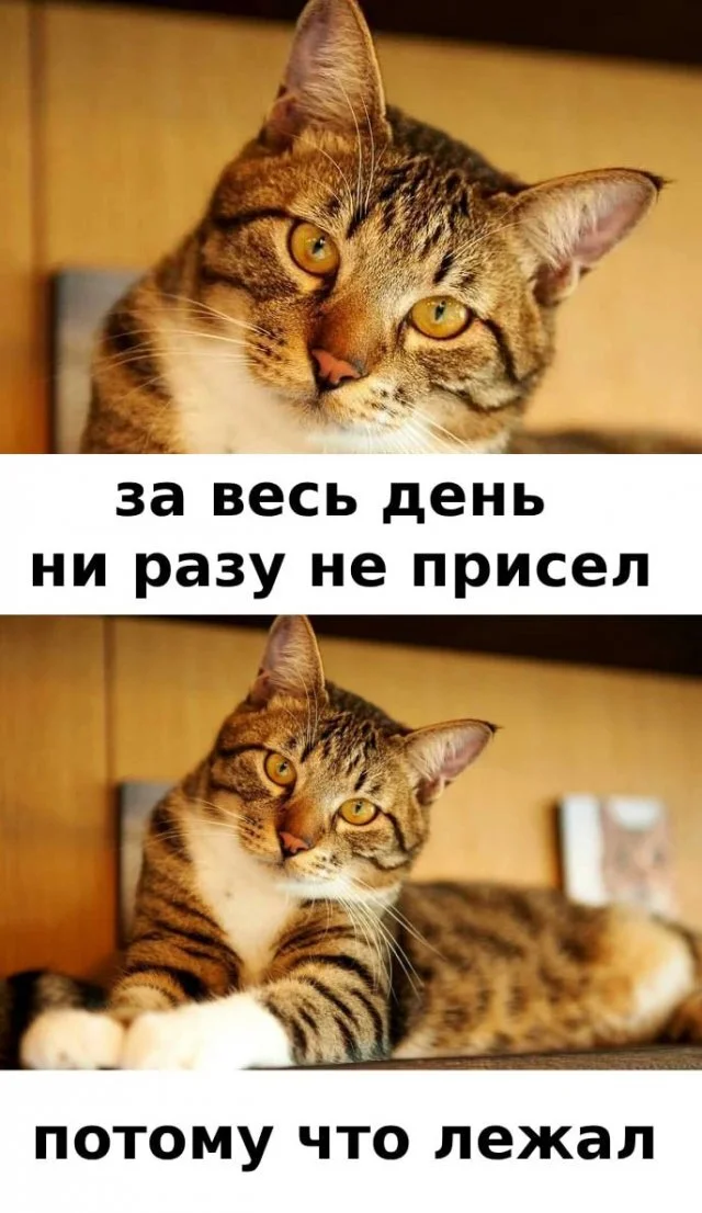 котэ-лень-работа-8617943.webp