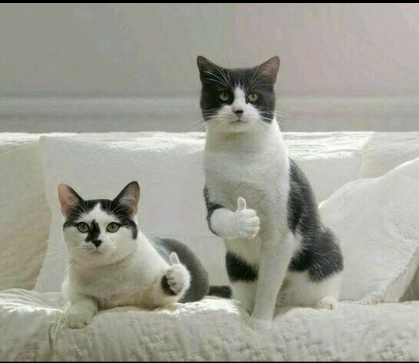 Котэ одобряет.webp