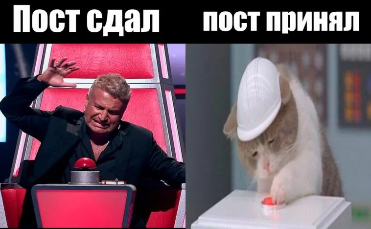 кот-и-красная-кнопка-7.webp
