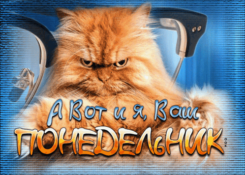 кот-понедельник.gif