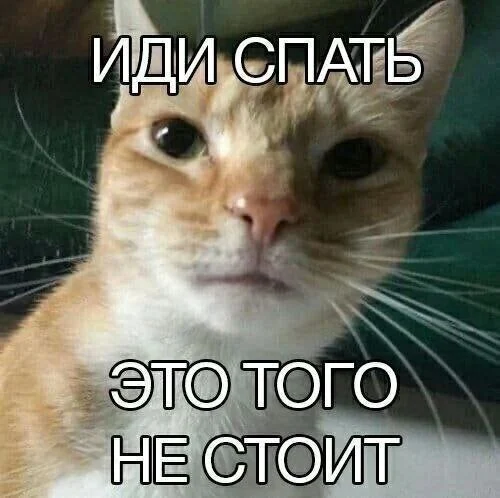 кот-Приколы-для-даунов-разное-8385034.webp