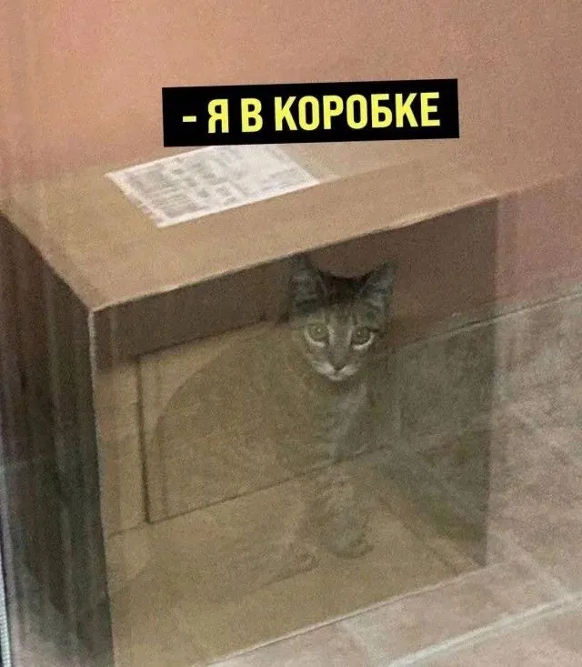 кот-шрёдингера-длиннопост-7778994.webp