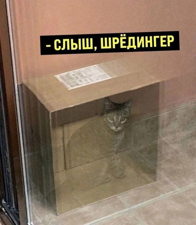 кот-шрёдингера-длиннопост-7778993.jpeg