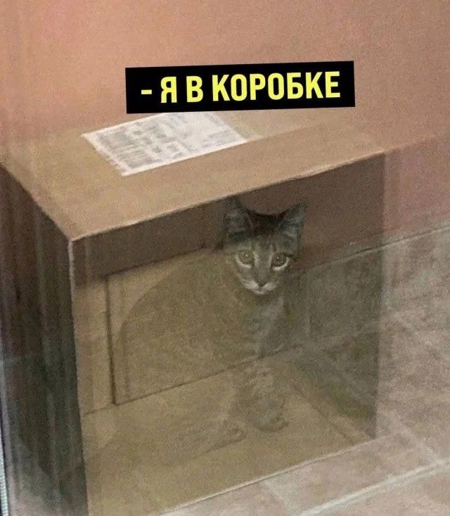 кот-шрёдингера-длиннопост-7778994.jpeg