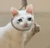 kot.webp