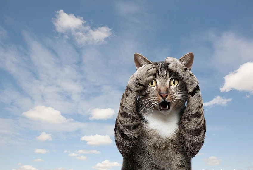 Кот.webp