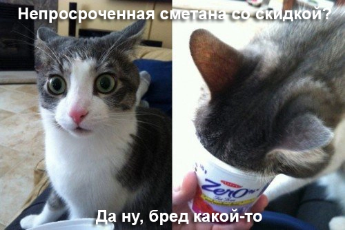 кот.webp