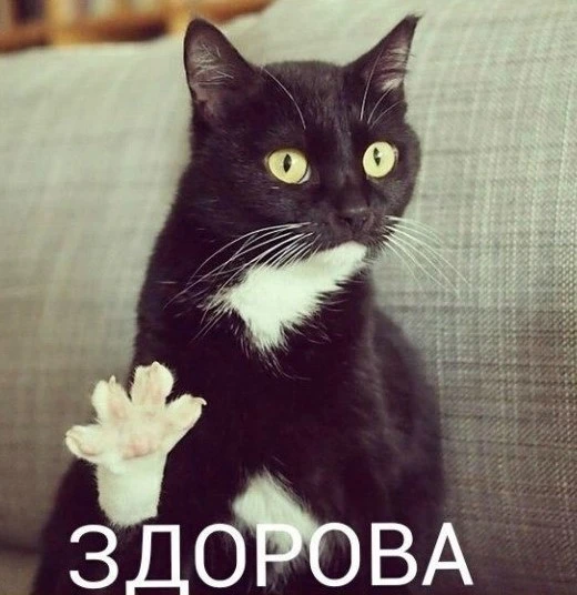 кот-живность-приветствие-1151877.webp