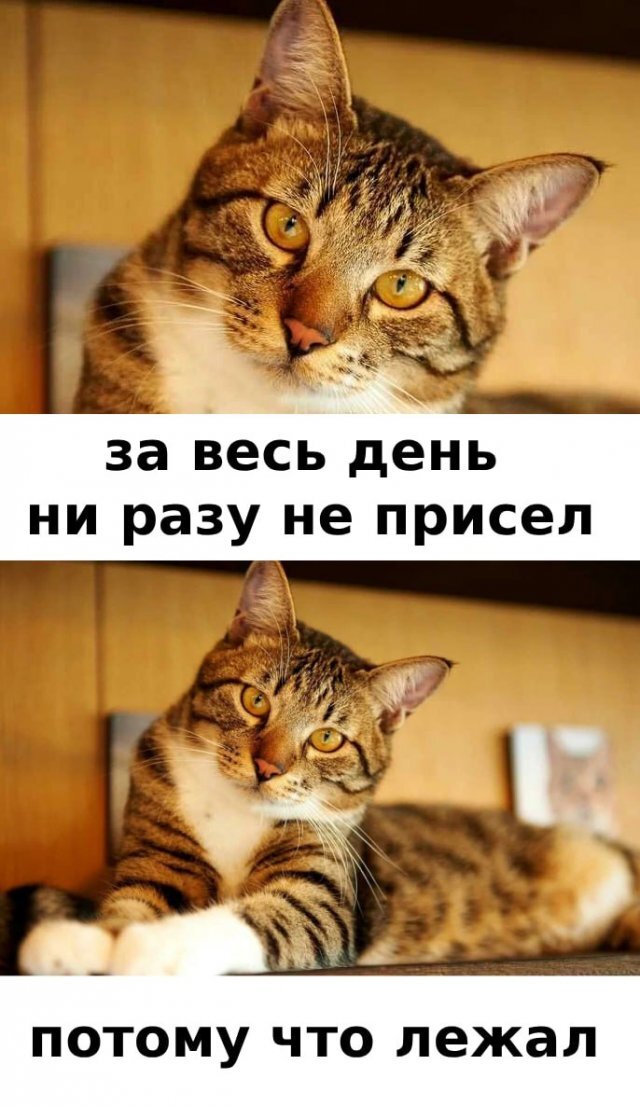 котэ-лень-работа-8617943.jpeg