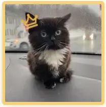 Котик.webp