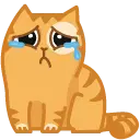 котик.webp