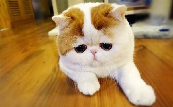 котик.webp